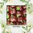 18 Semillas Orgánicas De Pimentón Cherry Chocolate