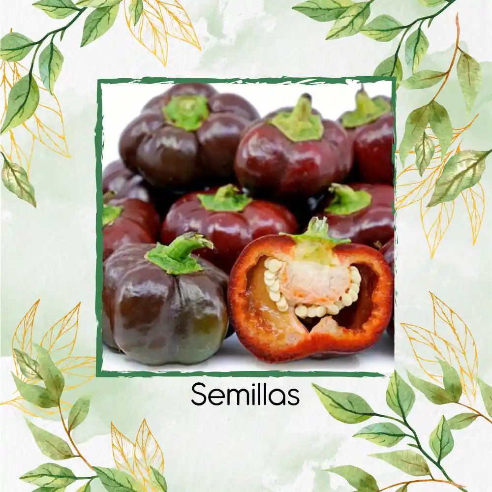 140 Semillas Orgánicas De Pimentón Cherry Chocolate