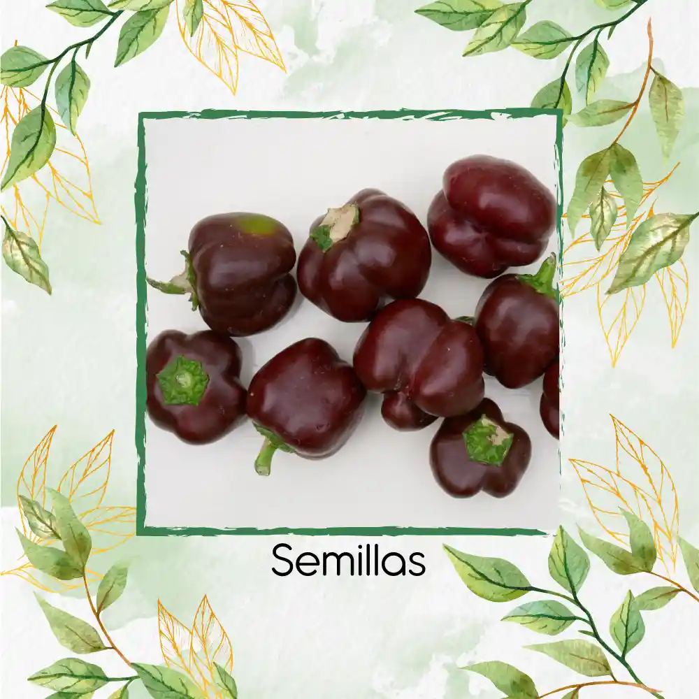 700 Semillas Orgánicas De Pimentón Cherry Chocolate