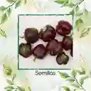 1.400 Semillas Orgánicas De Pimentón Cherry Chocolate