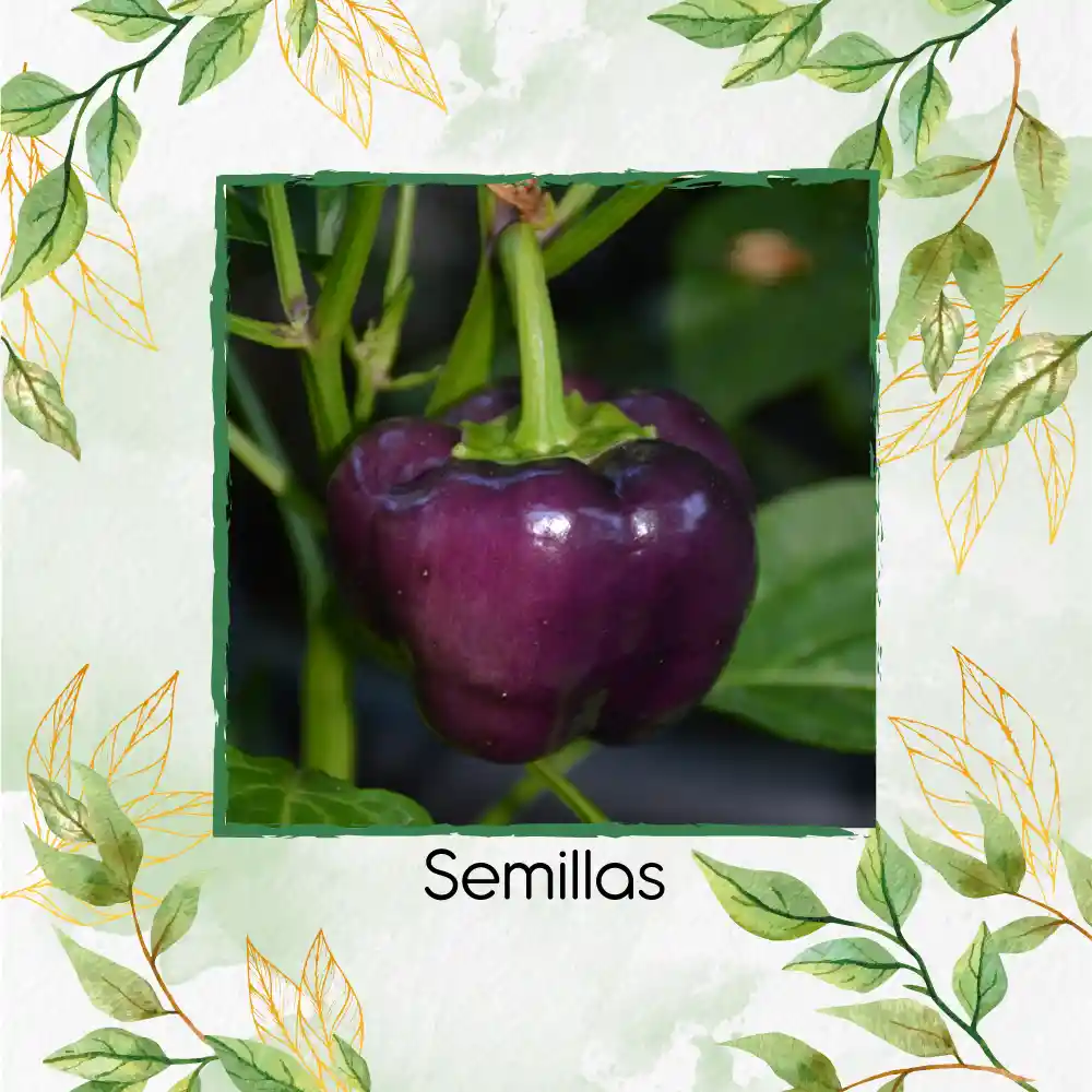35 Semillas Orgánicas De Pimentón Cherry Morado