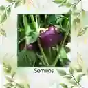 140 Semillas Orgánicas De Pimentón Cherry Morado