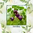 350 Semillas Orgánicas De Pimentón Cherry Morado