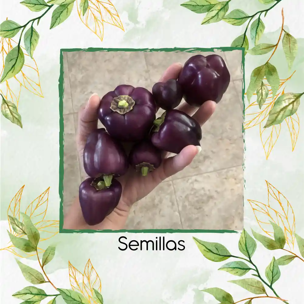 700 Semillas Orgánicas De Pimentón Cherry Morado