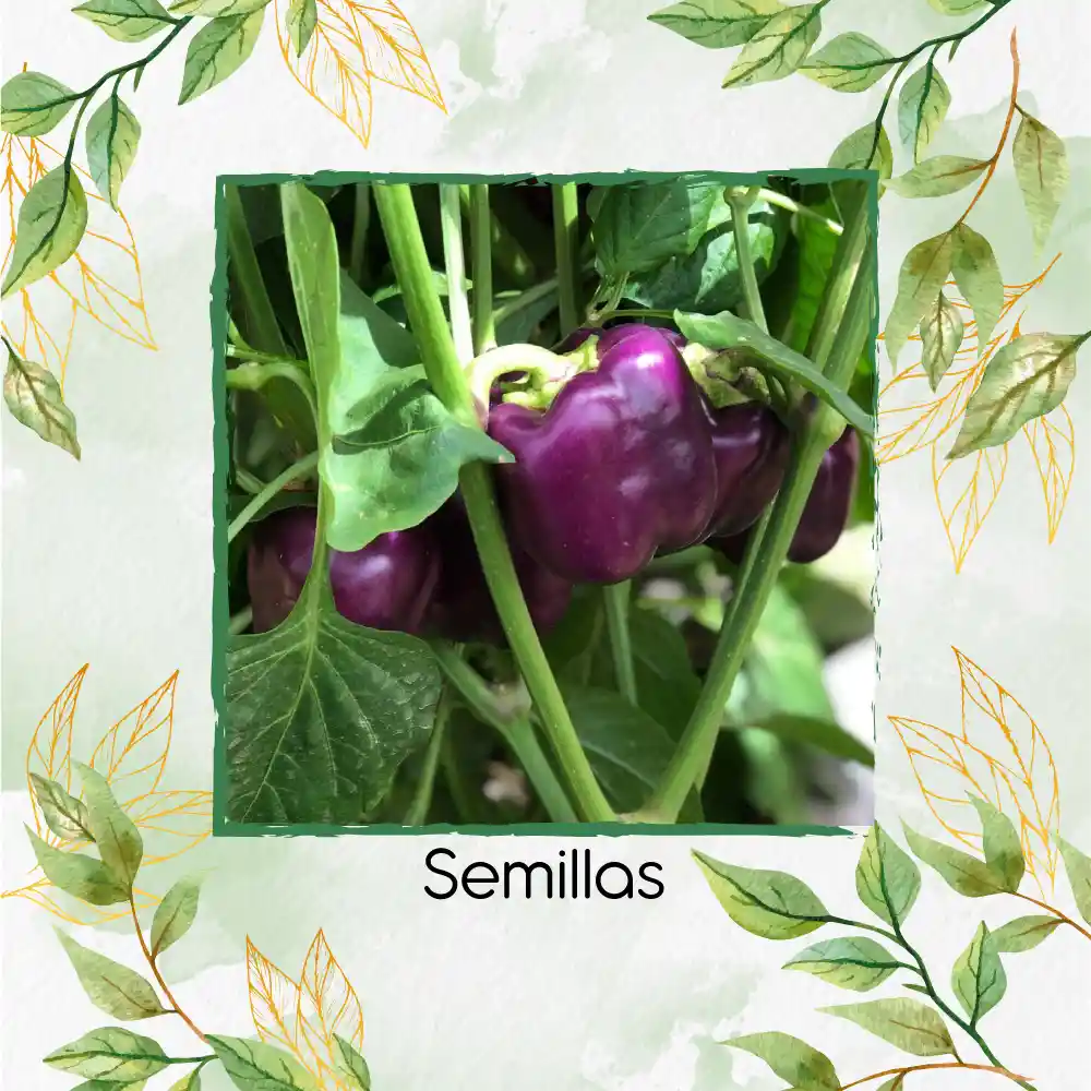 1.400 Semillas Orgánicas De Pimentón Cherry Morado