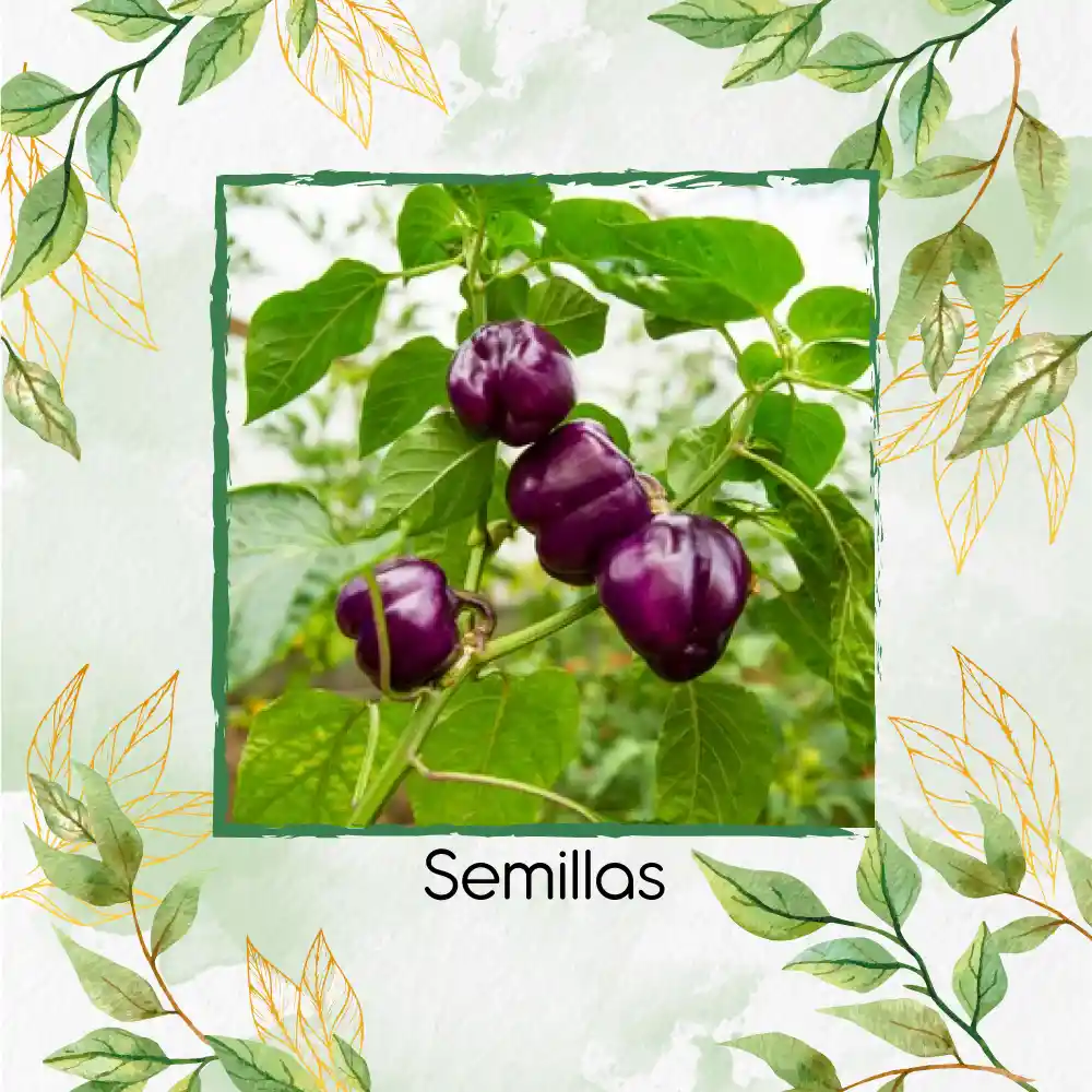 1.400 Semillas Orgánicas De Pimentón Cherry Morado