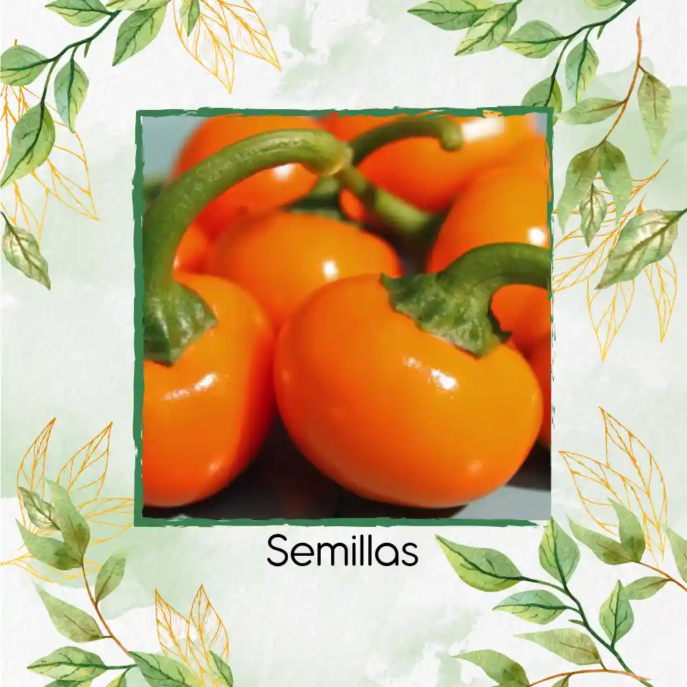 140 Semillas Orgánicas De Pimentón Cherry Naranja Y Otros Mix