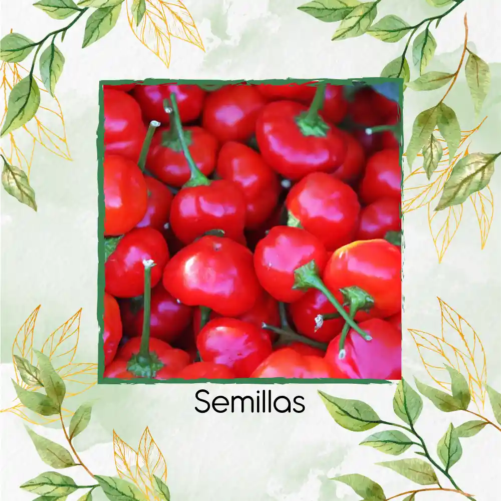 18 Semillas Orgánicas De Pimentón Cherry Rojo Y Otros Mix