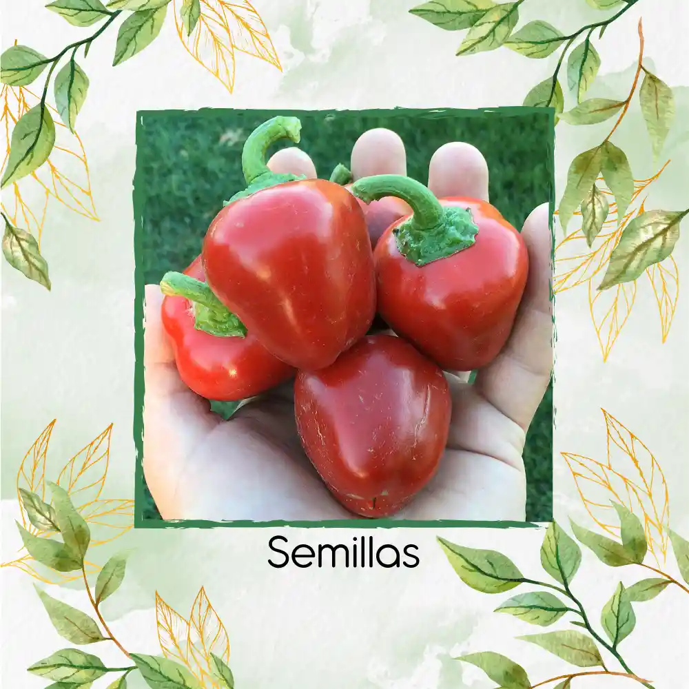35 Semillas Orgánicas De Pimentón Cherry Rojo Y Otros Mix