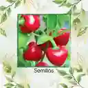 700 Semillas Orgánicas De Pimentón Cherry Rojo Y Otros Mix