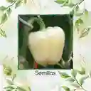 35 Semillas Orgánicas De Pimentón Blanco