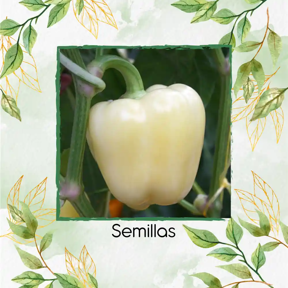 35 Semillas Orgánicas De Pimentón Blanco