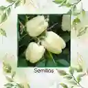 35 Semillas Orgánicas De Pimentón Blanco