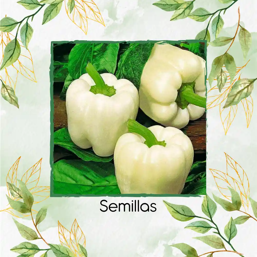 70 Semillas Orgánicas De Pimentón Blanco