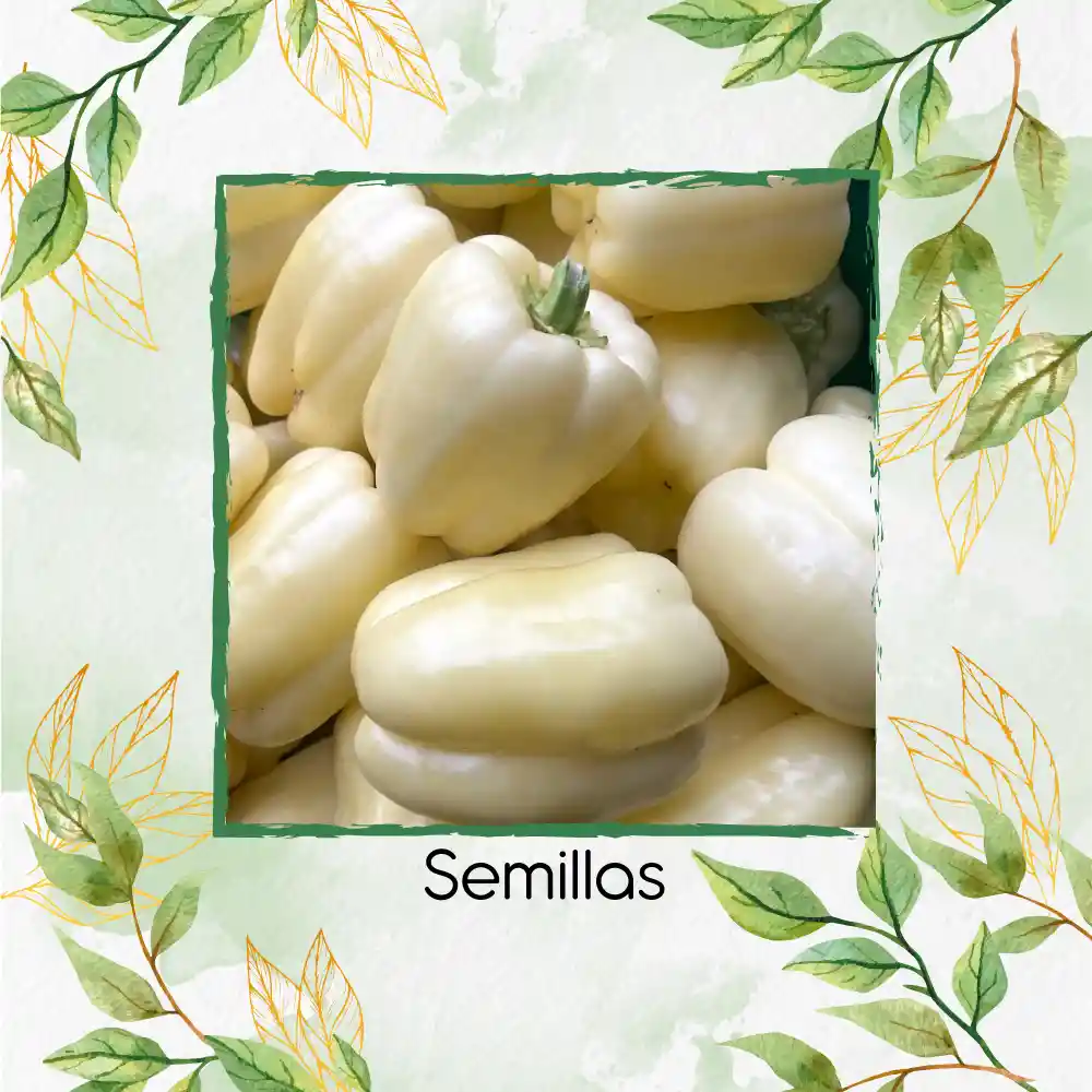 350 Semillas Orgánicas De Pimentón Blanco