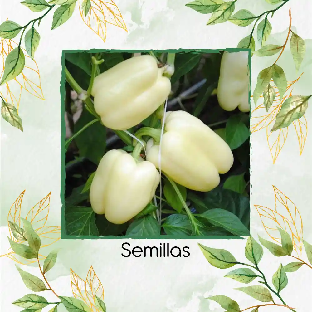 700 Semillas Orgánicas De Pimentón Blanco