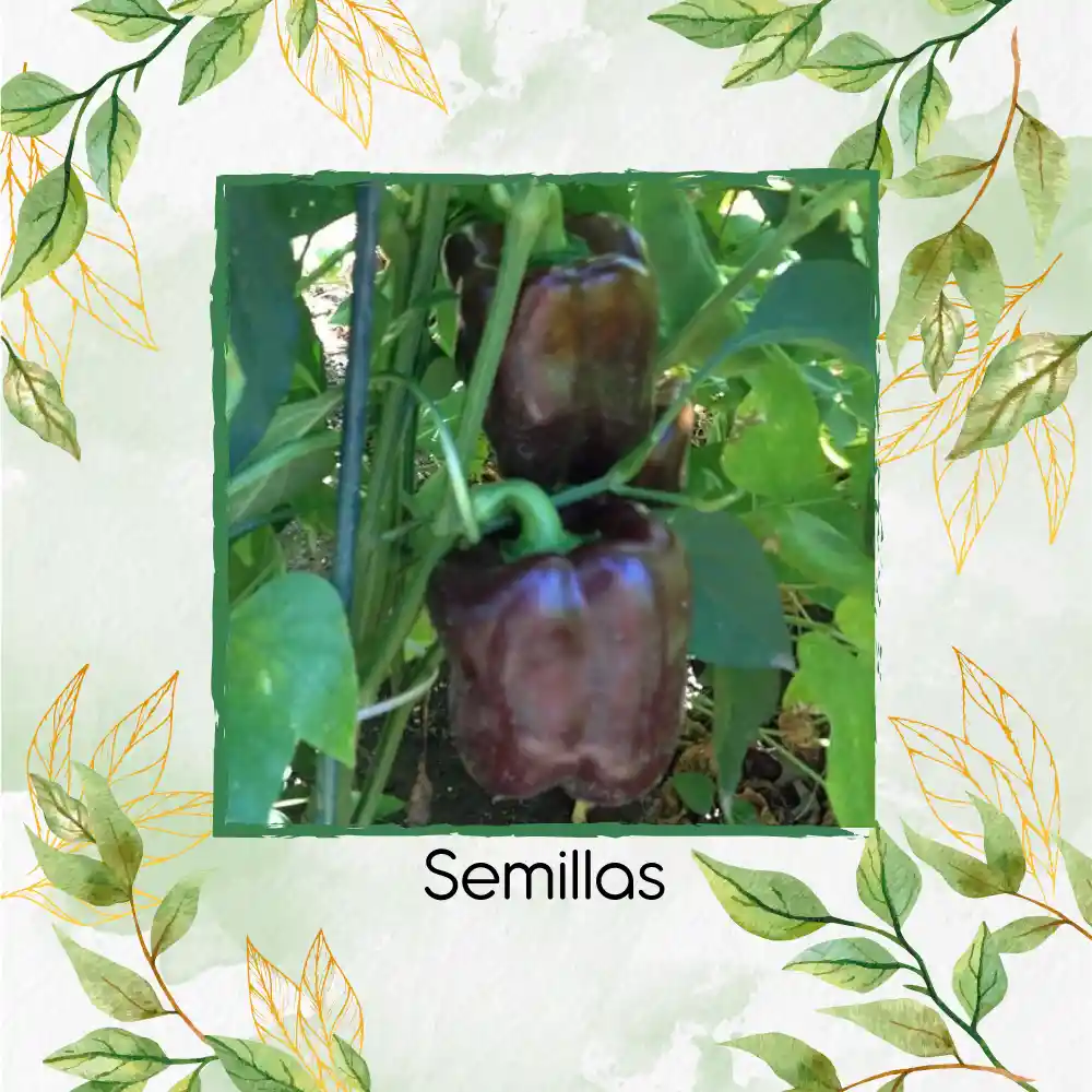 18 Semillas Orgánicas De Pimentón Chocolate