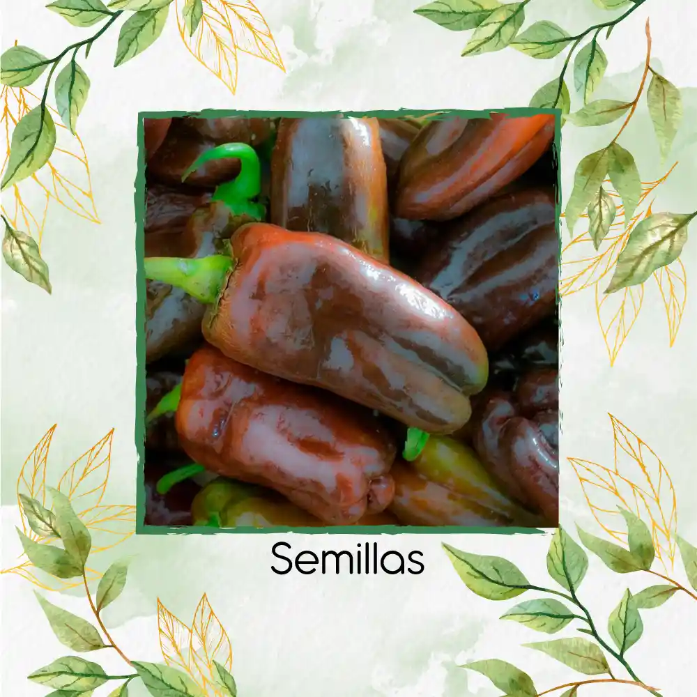 70 Semillas Orgánicas De Pimentón Chocolate