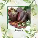 70 Semillas Orgánicas De Pimentón Chocolate