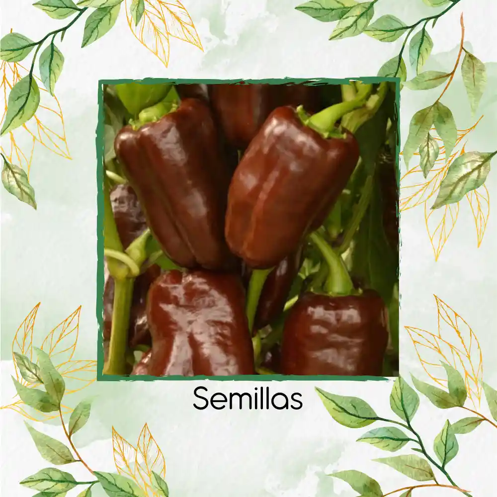 140 Semillas Orgánicas De Pimentón Chocolate