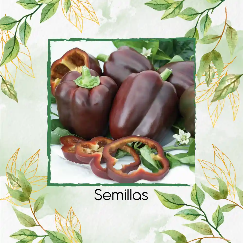 140 Semillas Orgánicas De Pimentón Chocolate