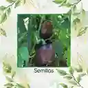 700 Semillas Orgánicas De Pimentón Chocolate