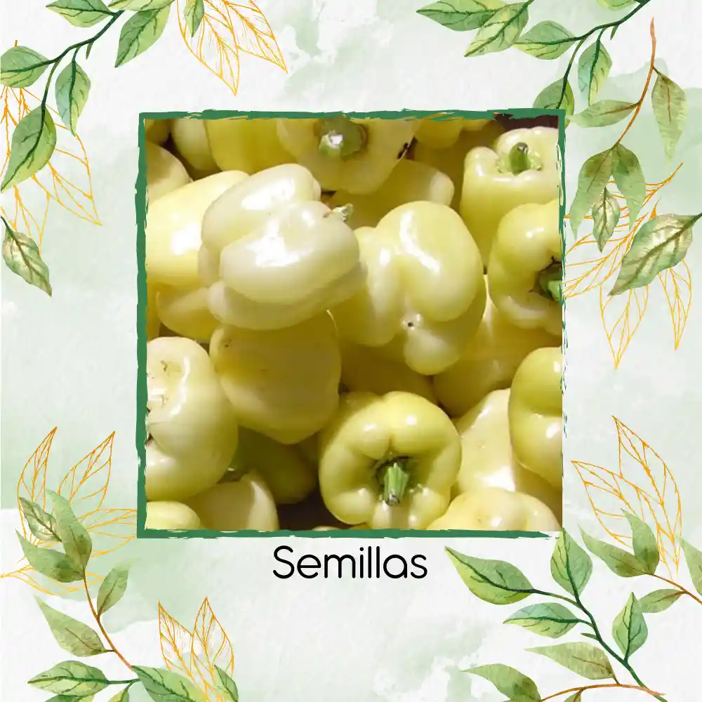70 Semillas Orgánicas De Pimentón Crema