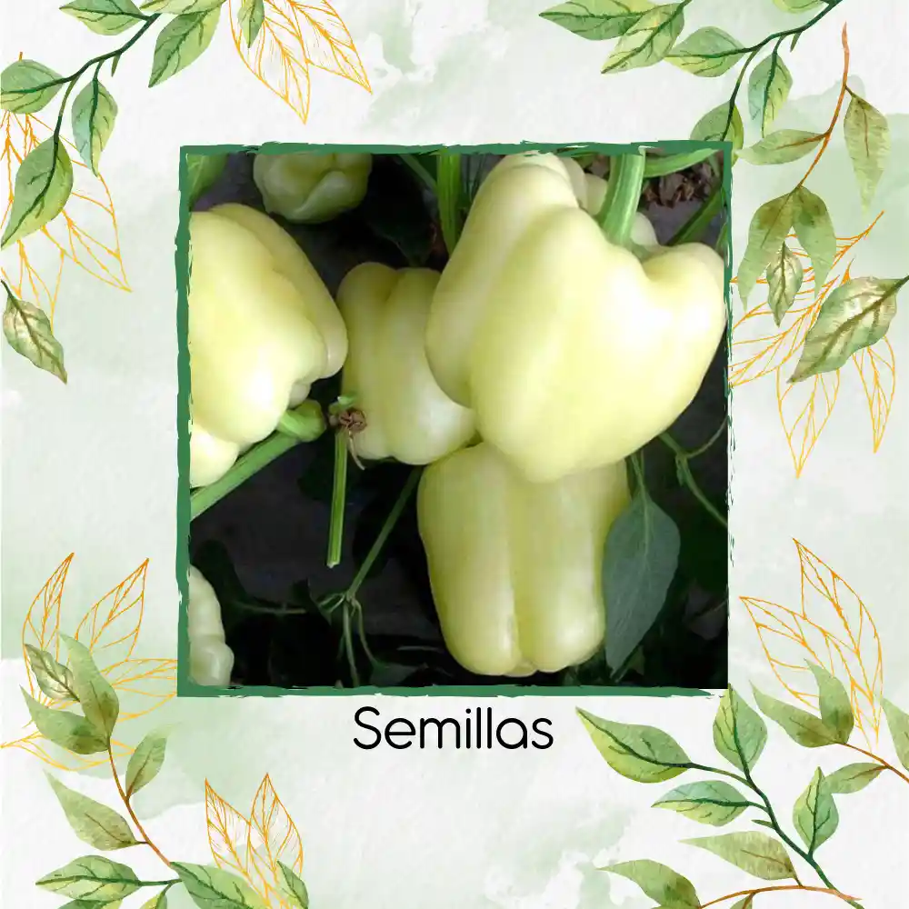 70 Semillas Orgánicas De Pimentón Crema