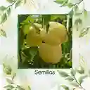 70 Semillas Orgánicas De Pimentón Crema