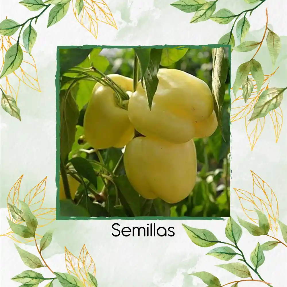 70 Semillas Orgánicas De Pimentón Crema
