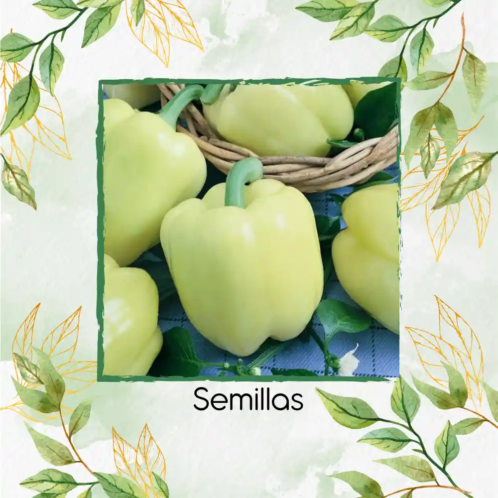 70 Semillas Orgánicas De Pimentón Crema