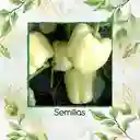 1.400 Semillas Orgánicas De Pimentón Crema