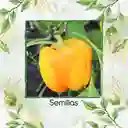 35 Semillas Orgánicas De Pimentón Dorado