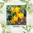 35 Semillas Orgánicas De Pimentón Dorado