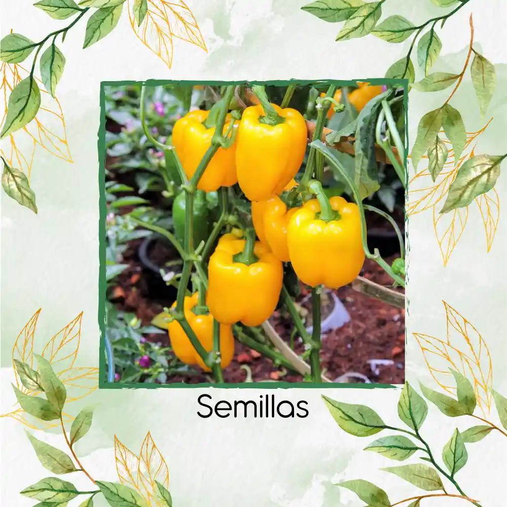 35 Semillas Orgánicas De Pimentón Dorado