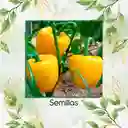 35 Semillas Orgánicas De Pimentón Dorado