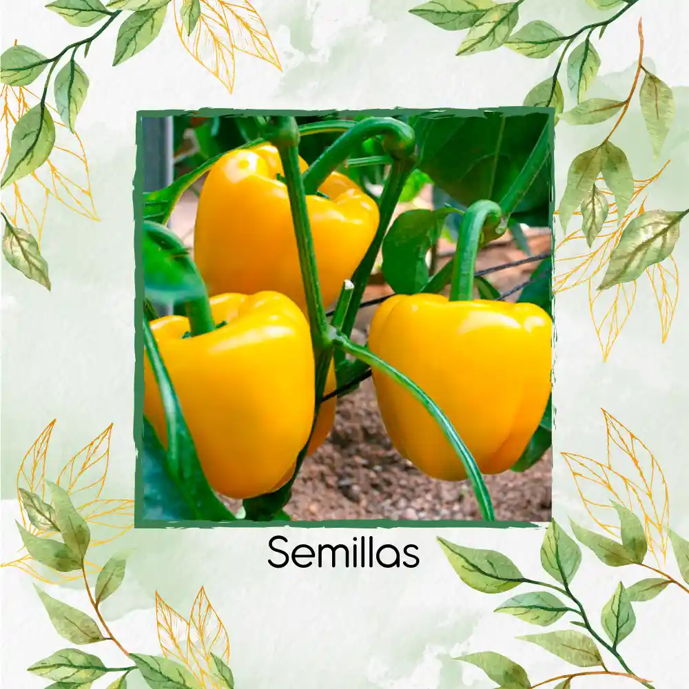 35 Semillas Orgánicas De Pimentón Dorado