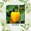 35 Semillas Orgánicas De Pimentón Dorado