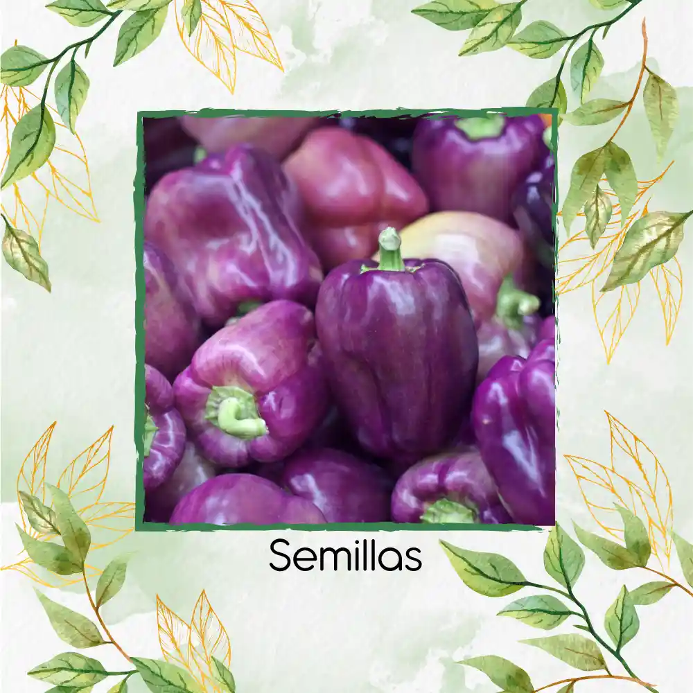 18 Semillas Orgánicas De Pimentón Lila