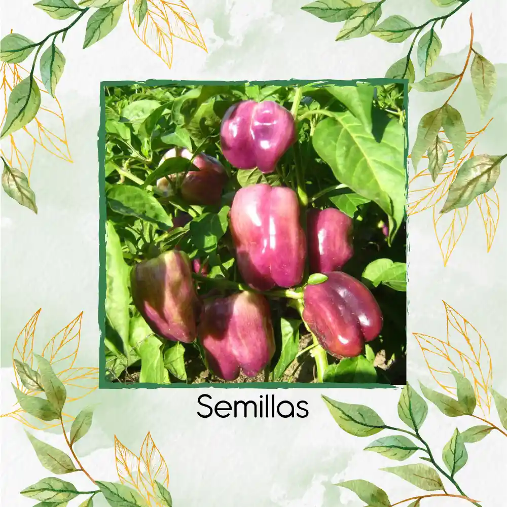 18 Semillas Orgánicas De Pimentón Lila