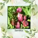 140 Semillas Orgánicas De Pimentón Lila