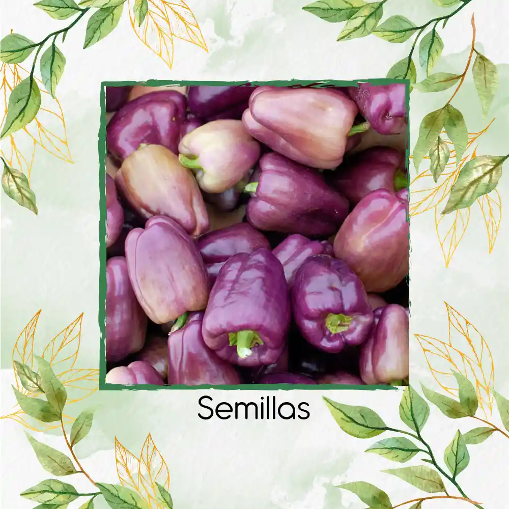 700 Semillas Orgánicas De Pimentón Lila