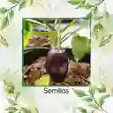 700 Semillas Orgánicas De Pimentón Lila