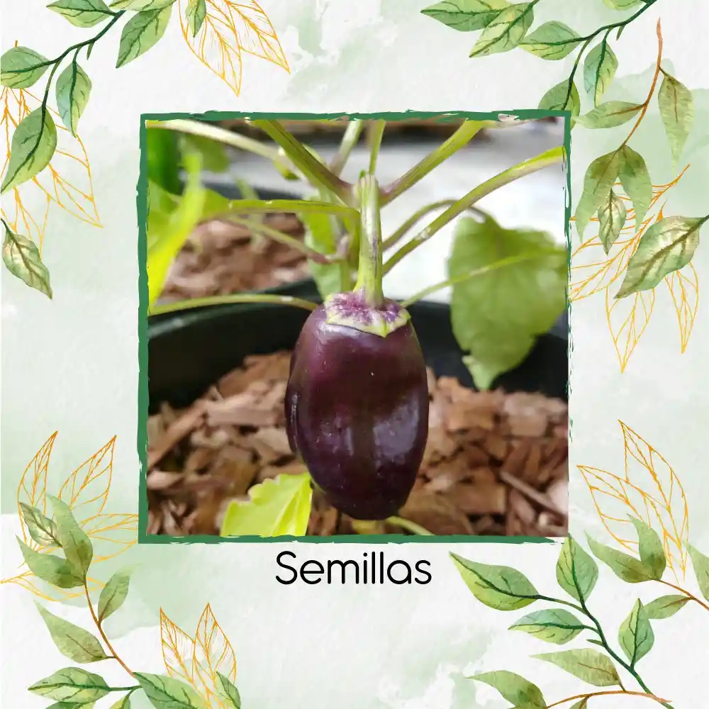 700 Semillas Orgánicas De Pimentón Lila