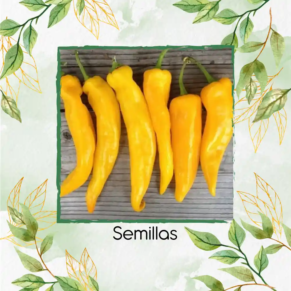70 Semillas Orgánicas De Pimentón Marconi Dorado