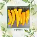 140 Semillas Orgánicas De Pimentón Marconi Dorado