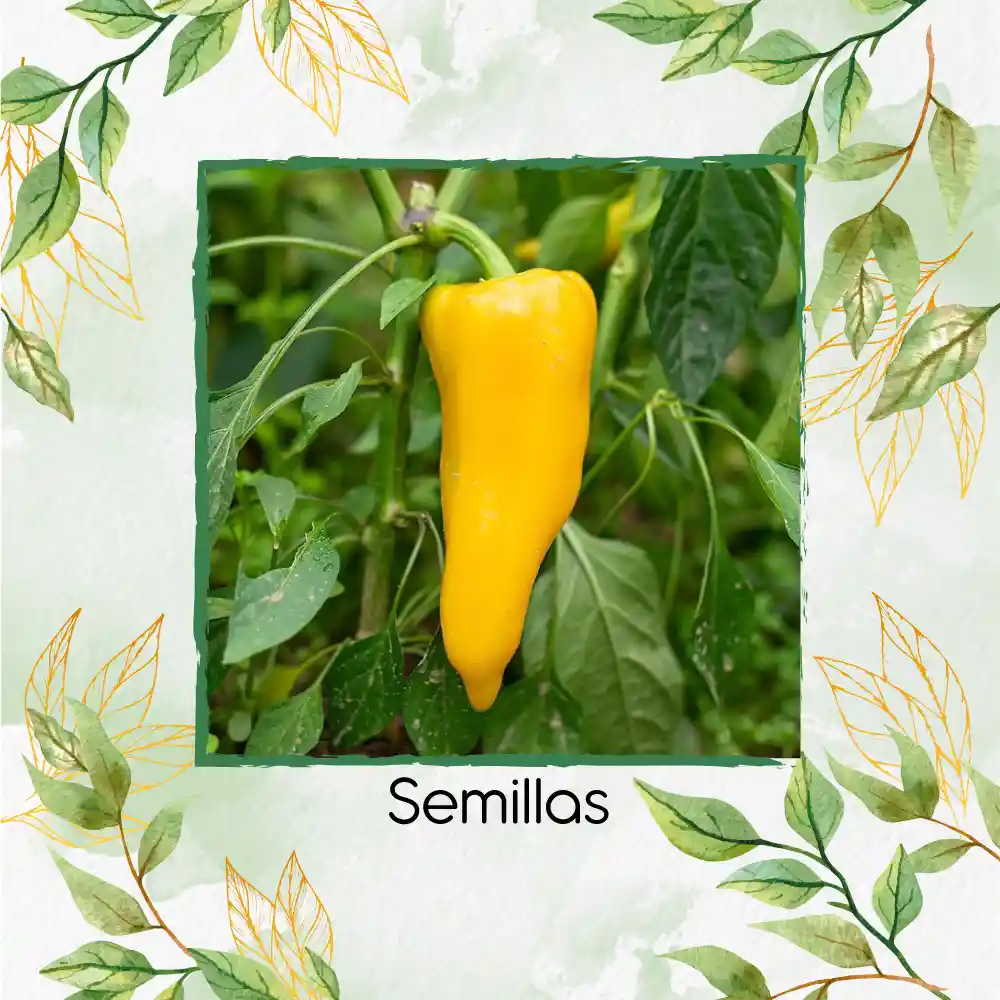 140 Semillas Orgánicas De Pimentón Marconi Dorado