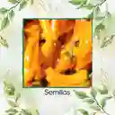 140 Semillas Orgánicas De Pimentón Marconi Dorado