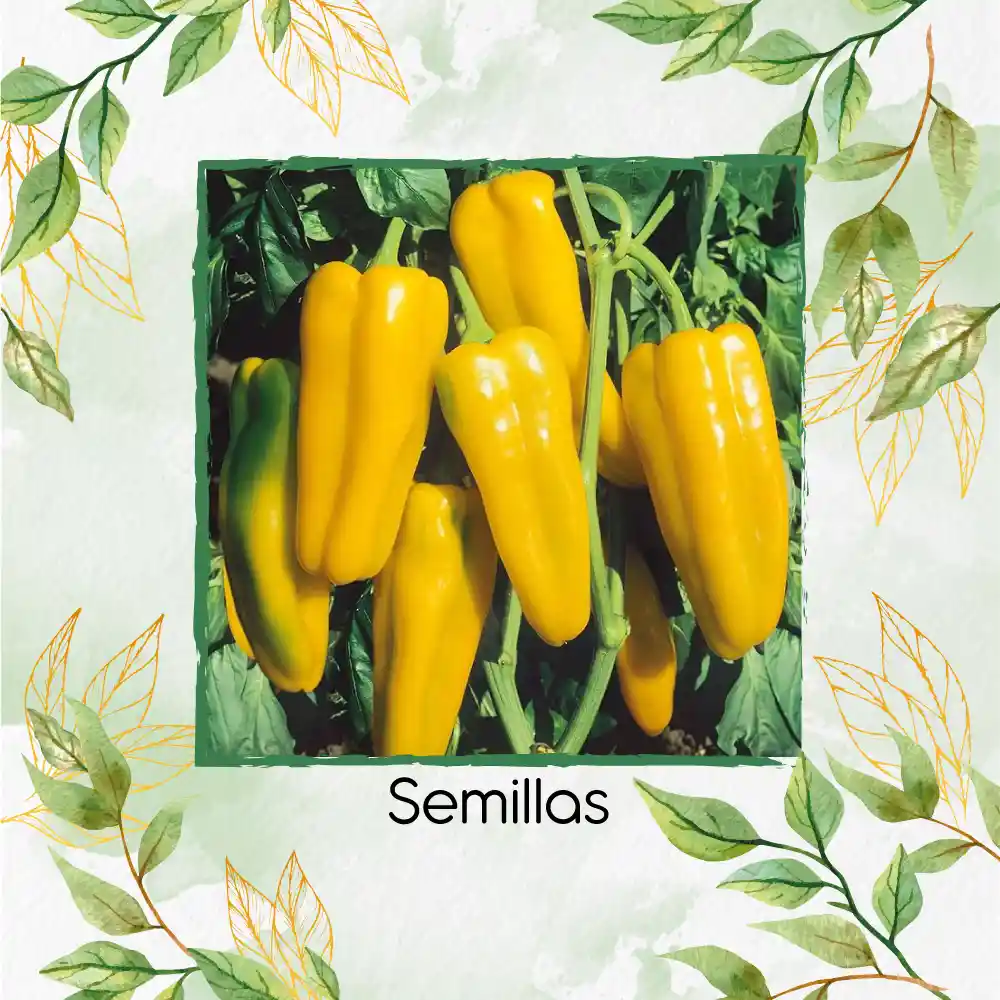 350 Semillas Orgánicas De Pimentón Marconi Dorado
