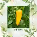 700 Semillas Orgánicas De Pimentón Marconi Dorado